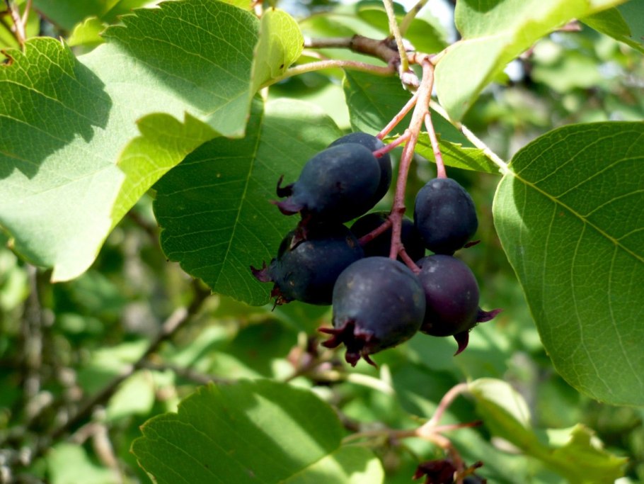 Фиолетовые ягоды