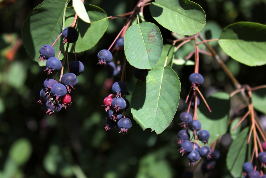 Ирга канадская принц Вильям