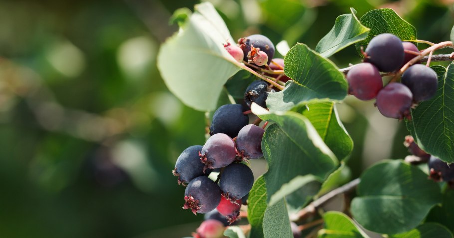 Ирга круглолистная Amelanchier rotundifolia