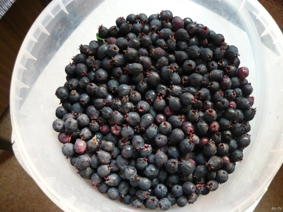 Ирга канадская ягоды