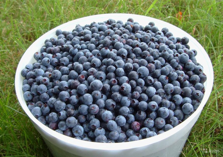 Ирга Пембина