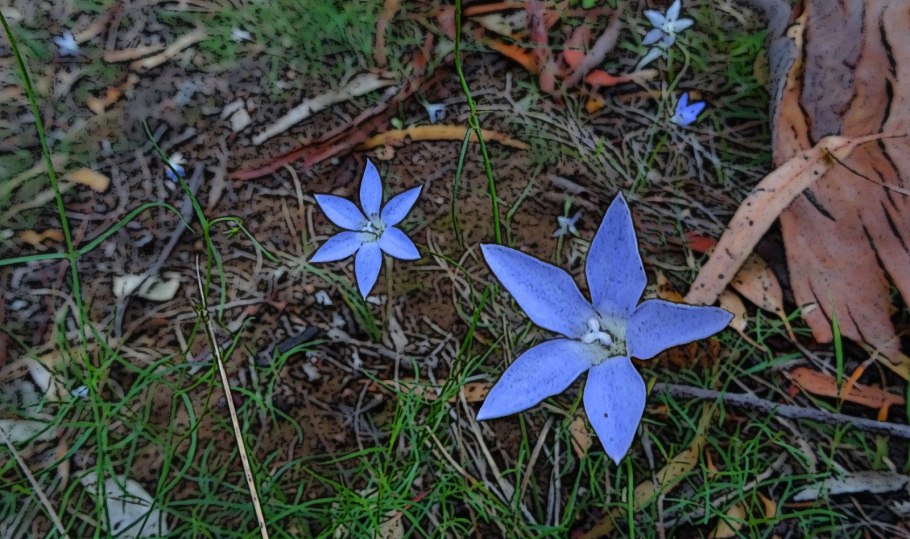 Wahlenbergia mauritiana