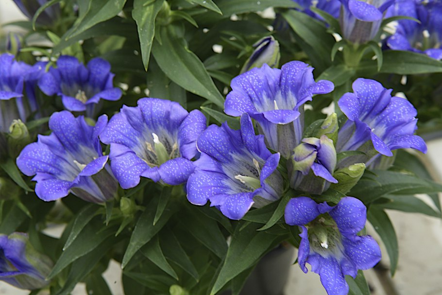 Валенбергия славная