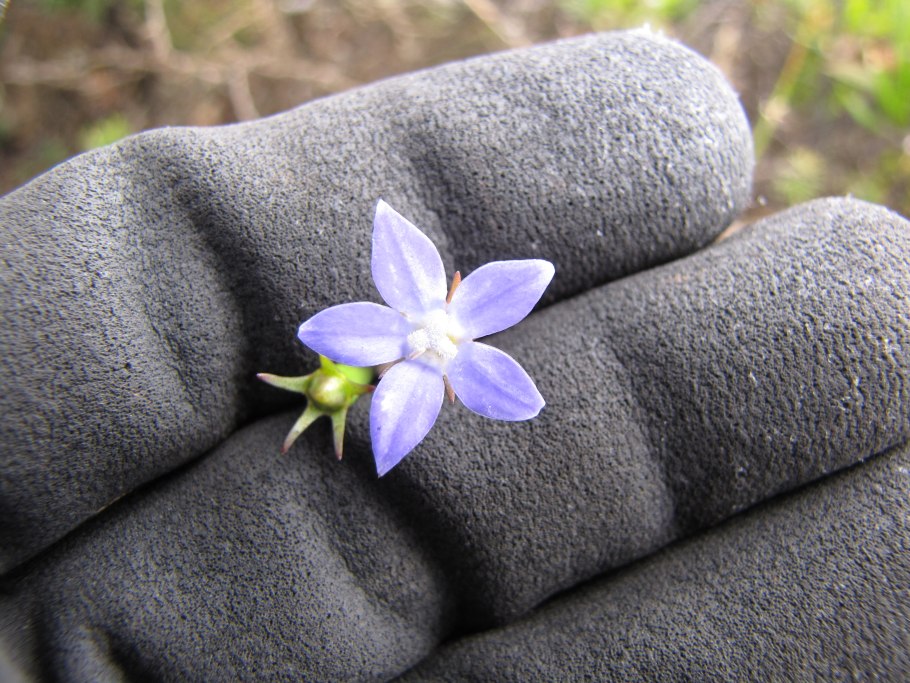 Wahlenbergia Lobelioides