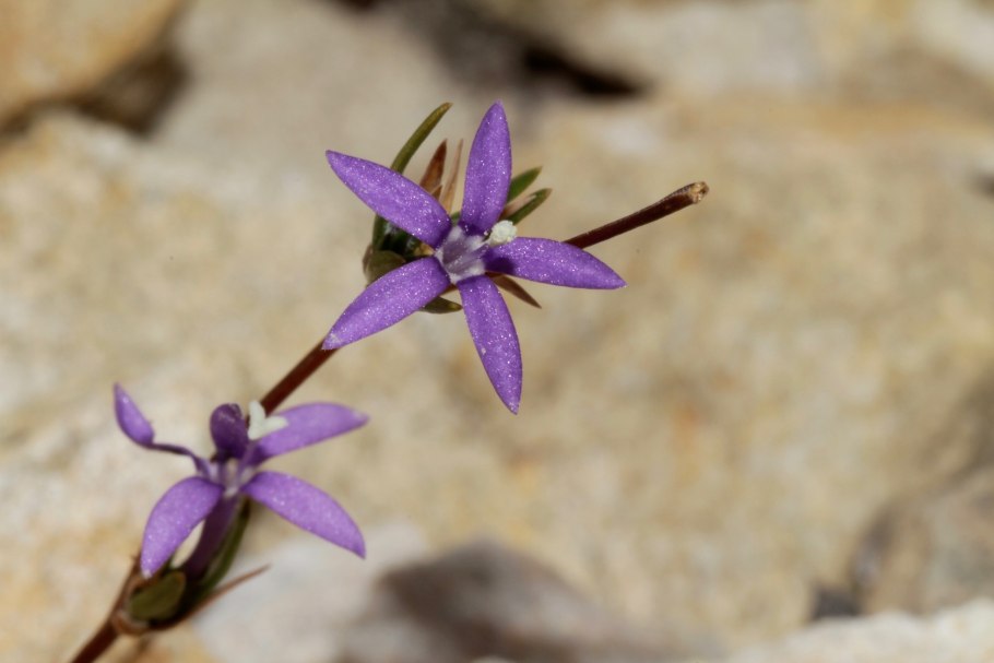 Валенбергия Брока