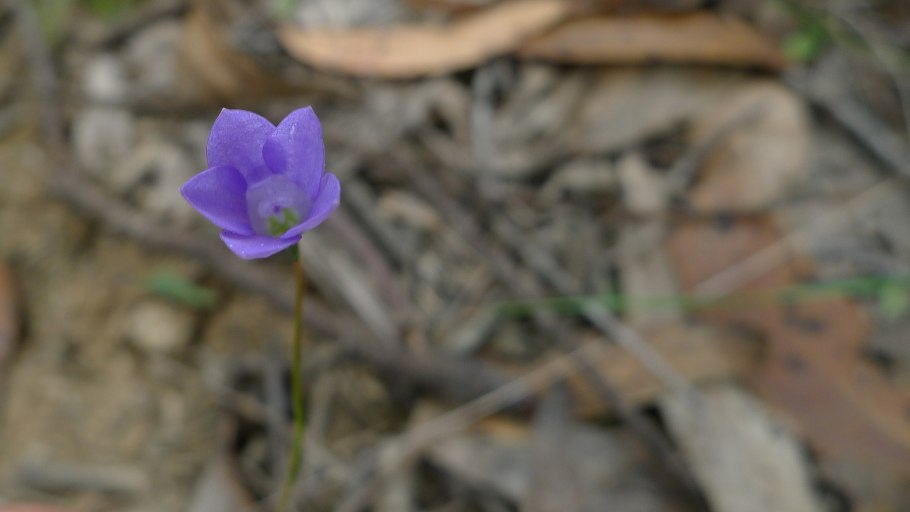 Синяя Валенбергия