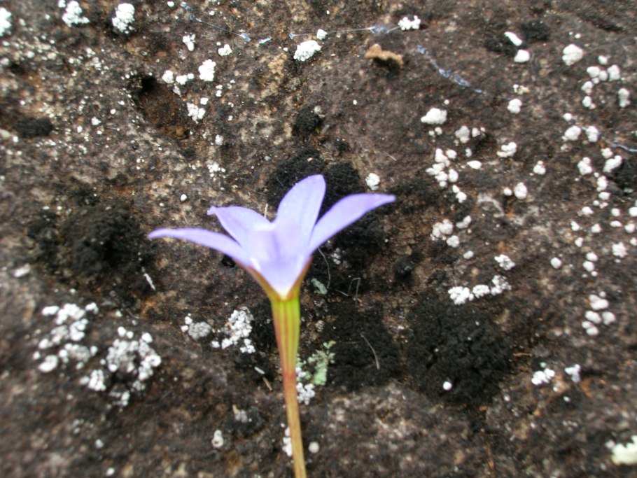 Wahlenbergia Lobelioides