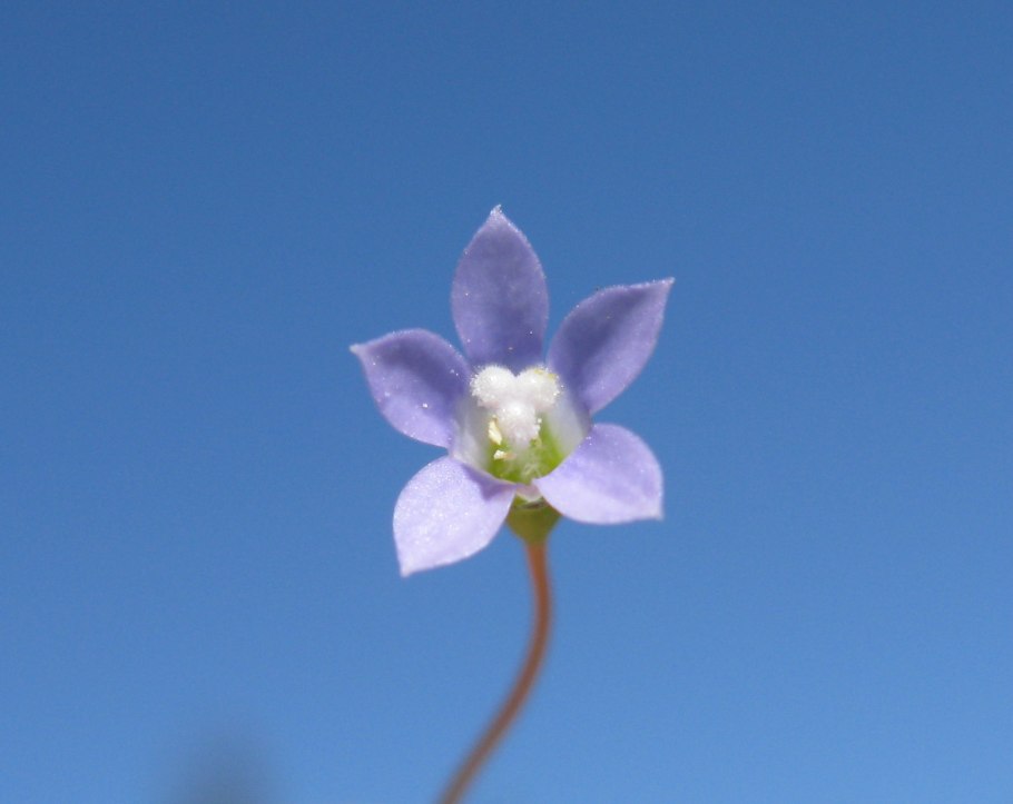 Nesocodon mauritianus