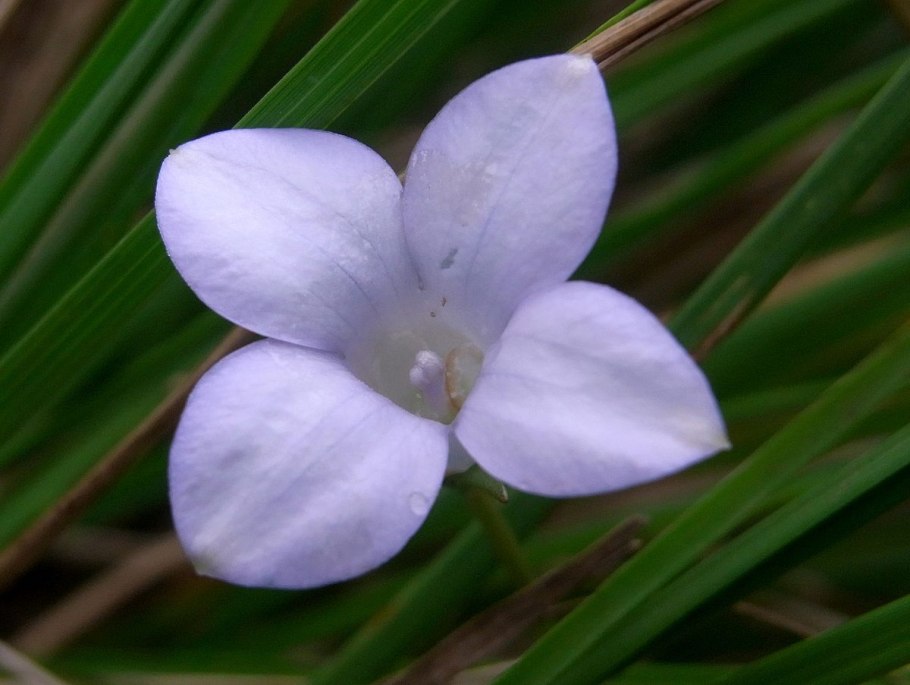 Wahlenbergia albomarginata