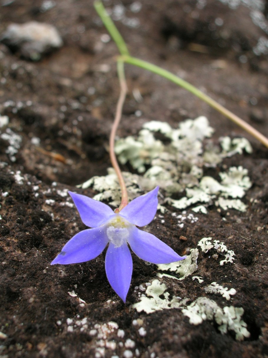 Wahlenbergia mauritiana