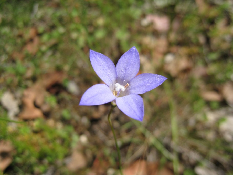 Adenophora, codonopsic, Platycodon, Wahlenbergia – колокольчик голубой – 319 647 894 319 847