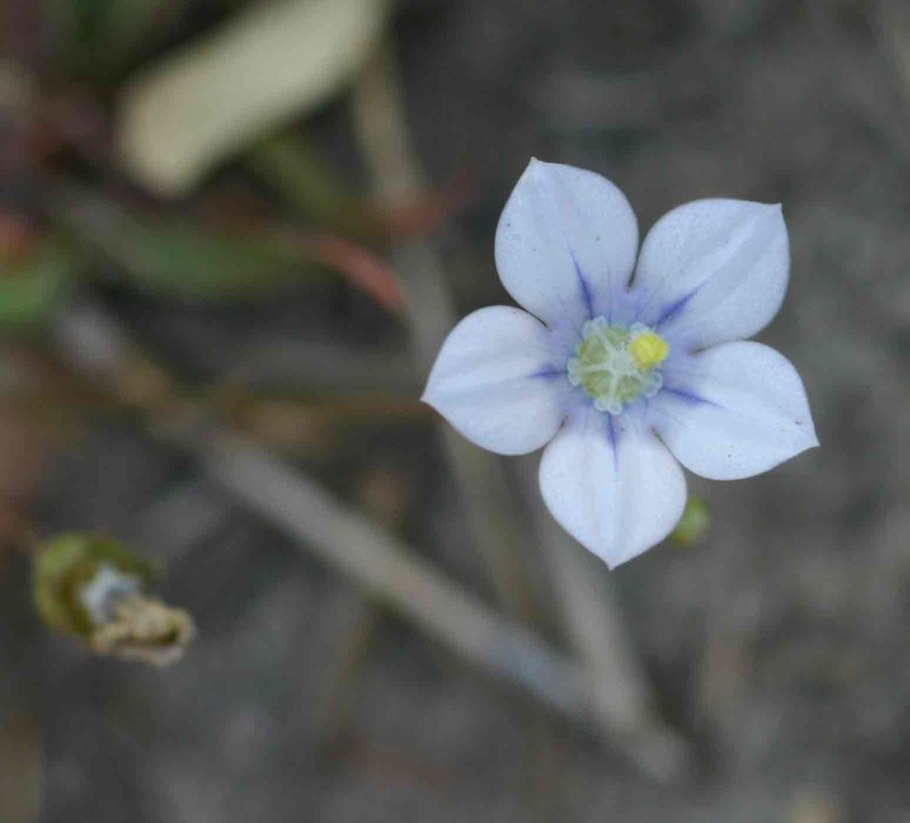 Wahlenbergia Lobelioides