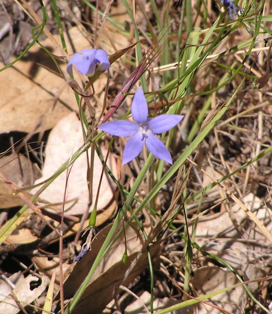 Wahlenbergia Lobelioides