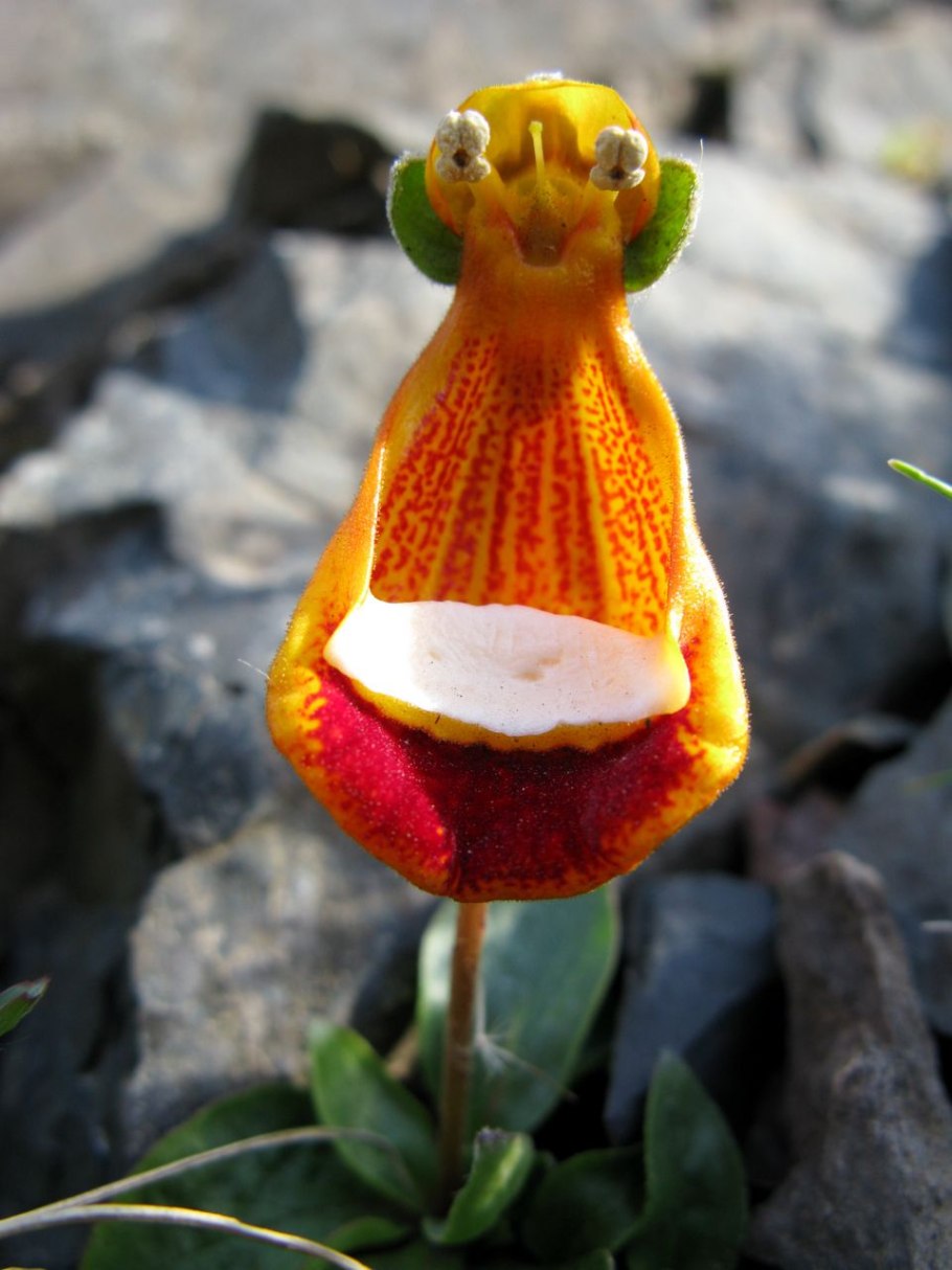 Кальцеолярия uniflora
