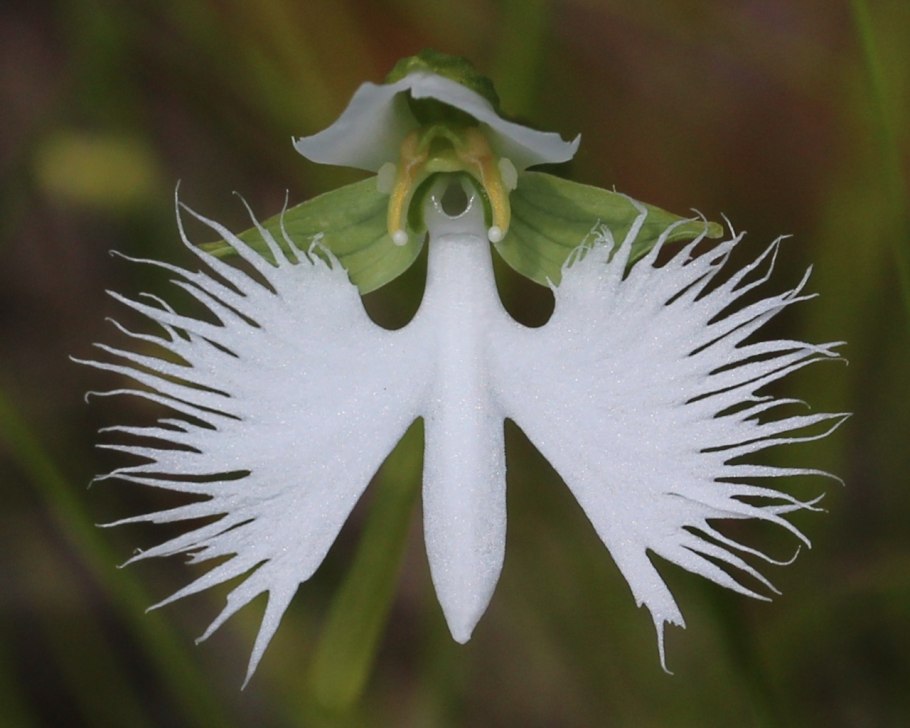 Орхидея «большая белая цапля» (Habenaria Radiata)