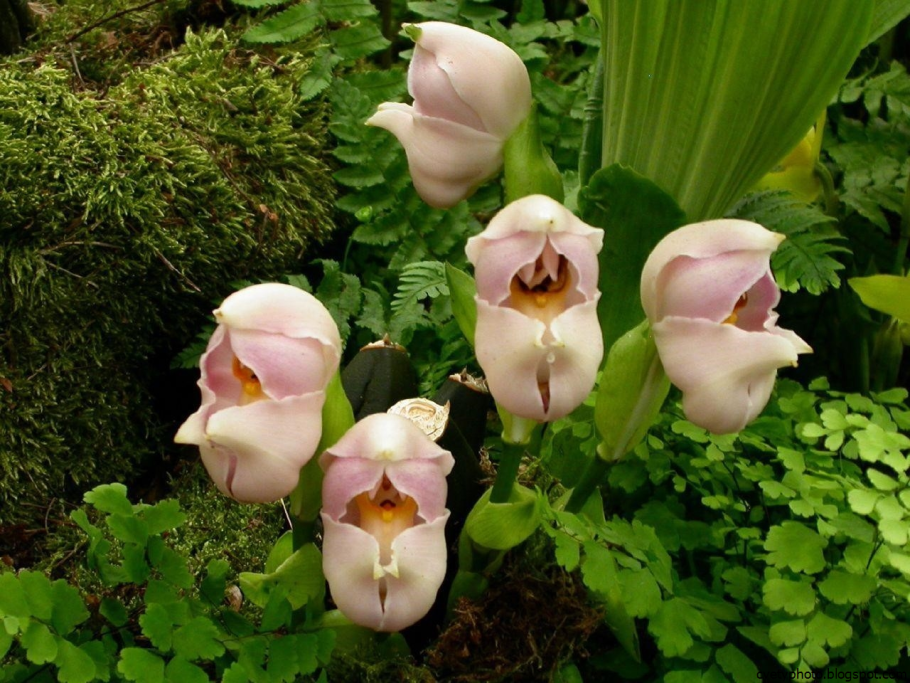 Орхидея anguloa uniflora
