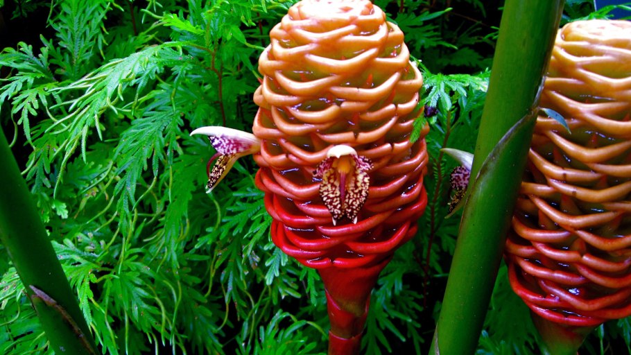 Zingiber spectabile