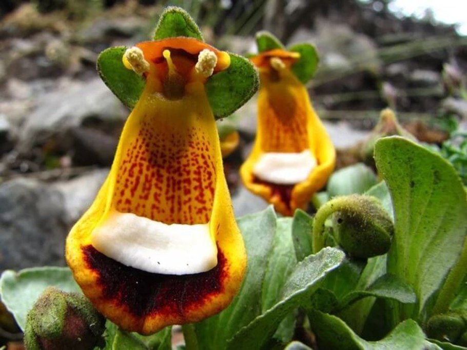 Ятрышник Обезьяний (Orchis Simia).