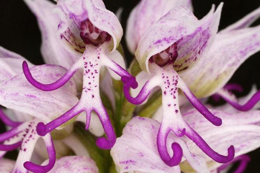 Parkia biglobosa