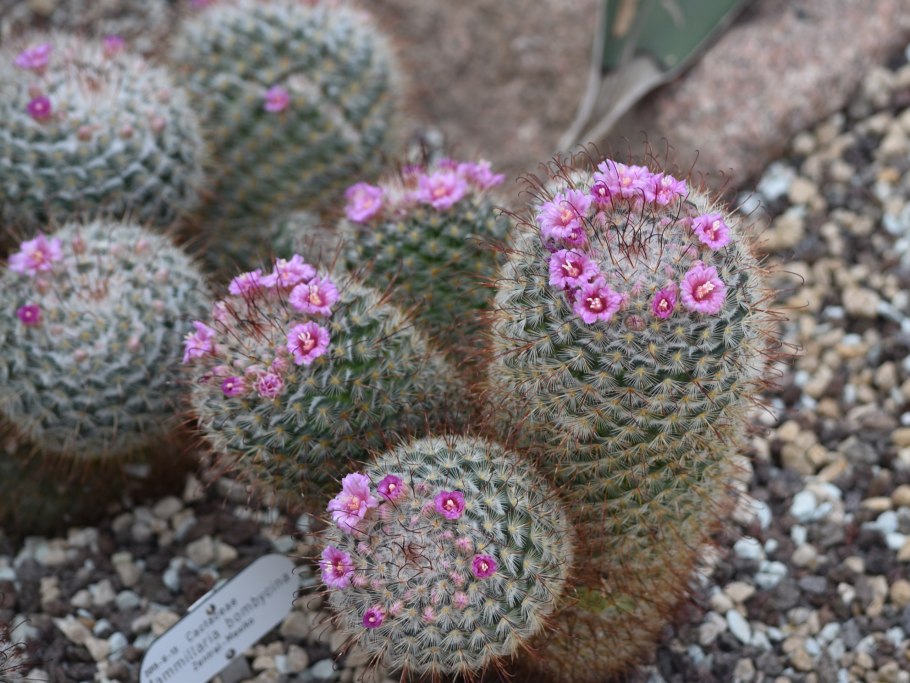 Mammillaria melanocentra