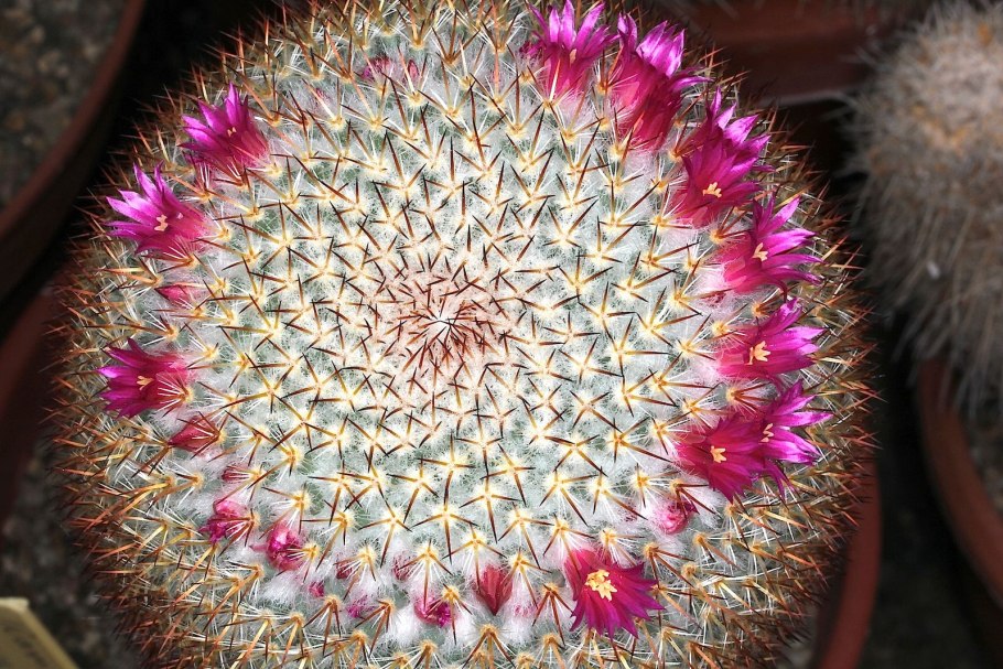 Stenocactus crispatus