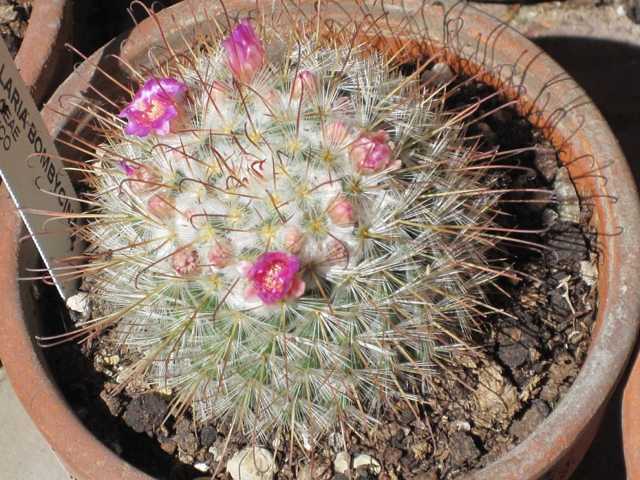 Маммиллярия hahniana