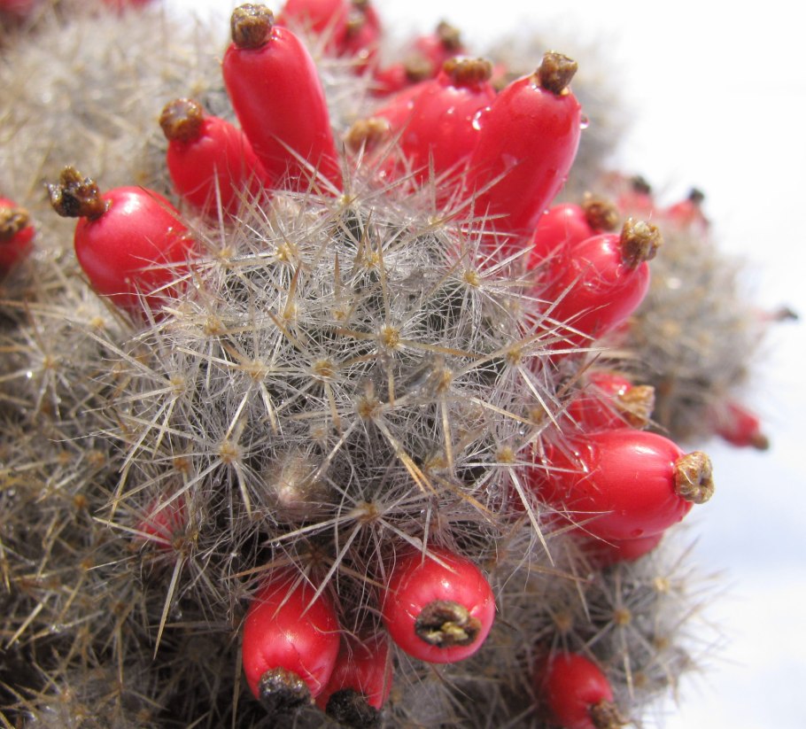 Mammillaria haageana variations
