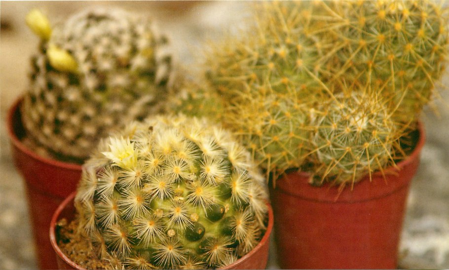 Носки doiy Cactus Mammillaria