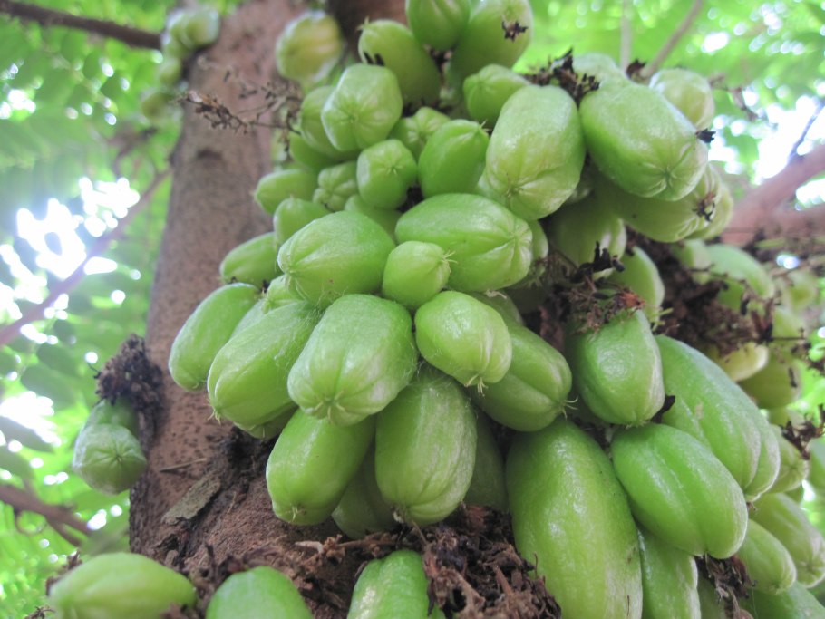 Averrhoa Bilimbi