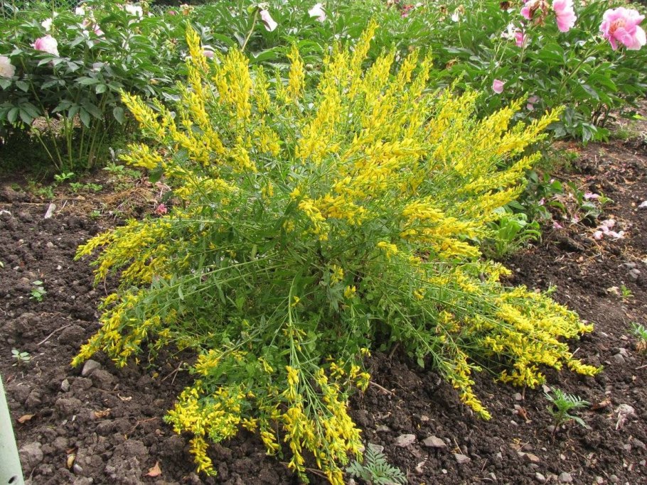 Дрок красильный (Genista tinctoria)