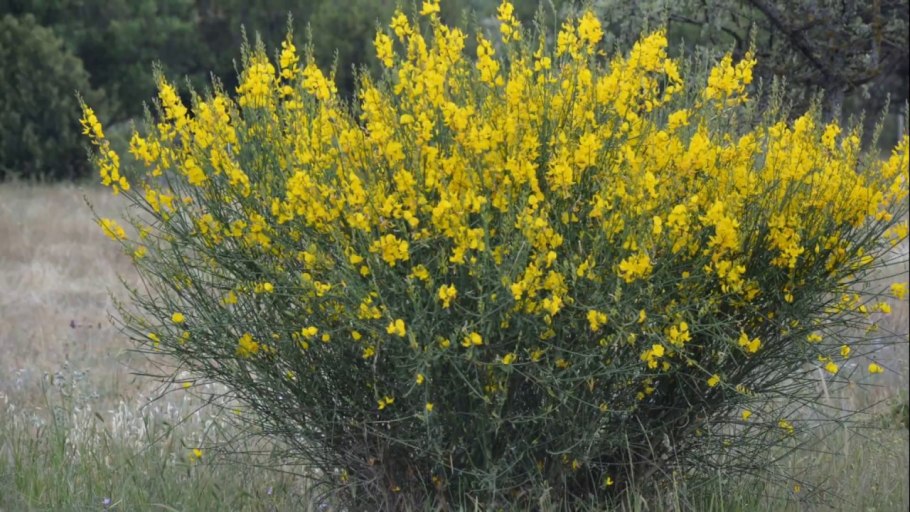 Цветы жёлтый Дрок, Джинестра