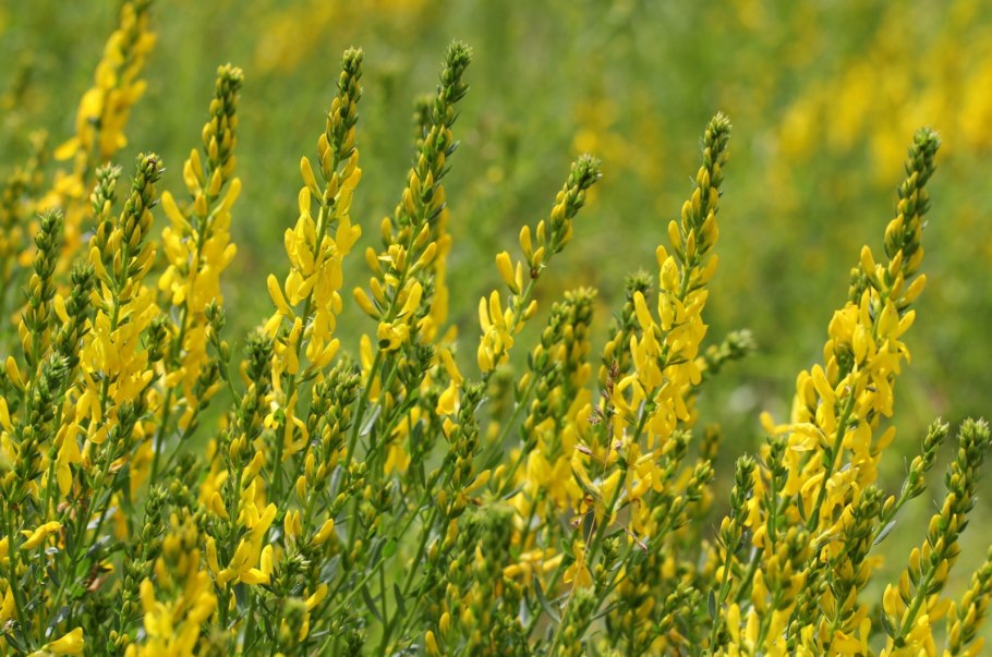 Дрок красильный (Genista tinctoria l.)