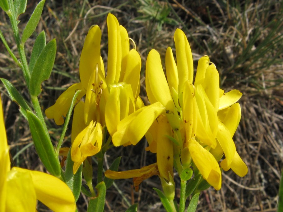 Genista tinctoria