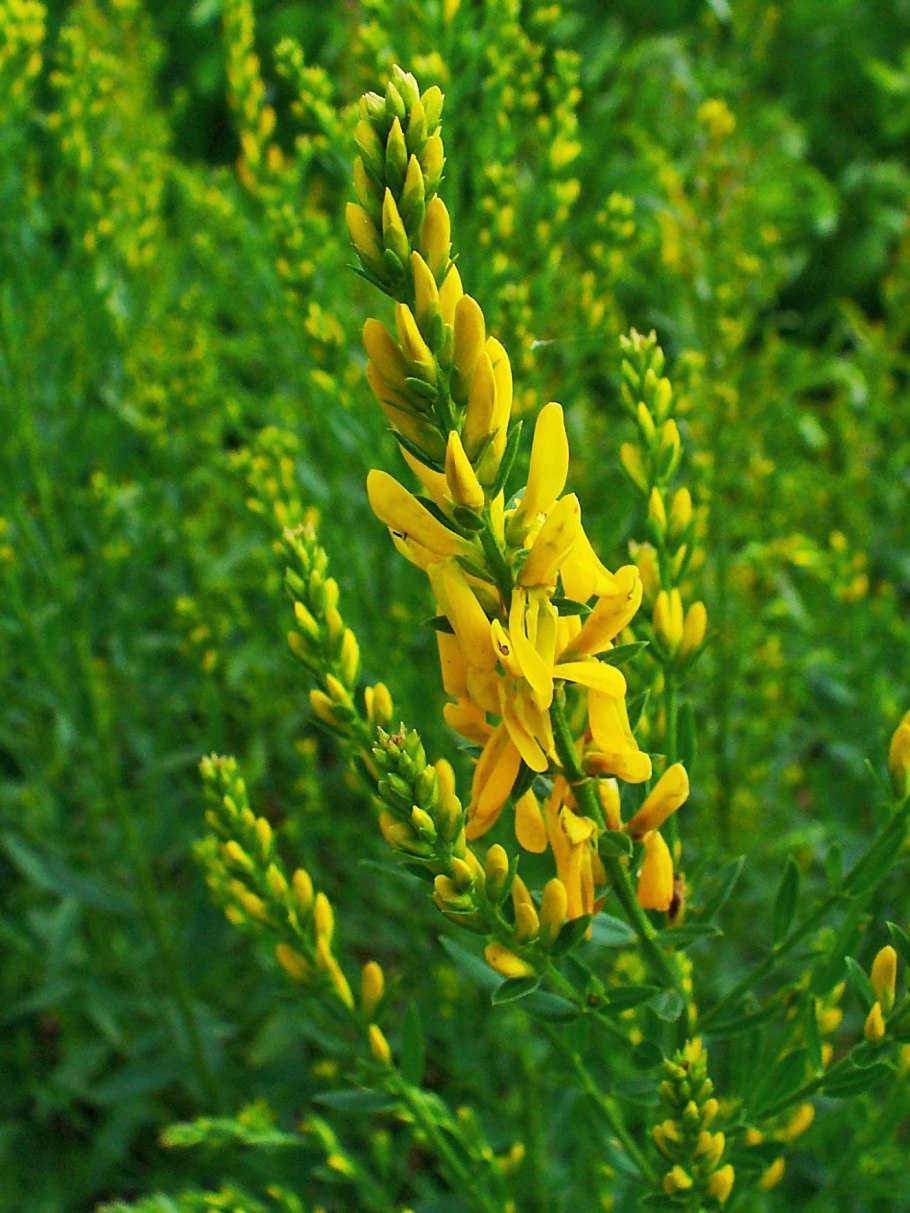 Genista tinctoria
