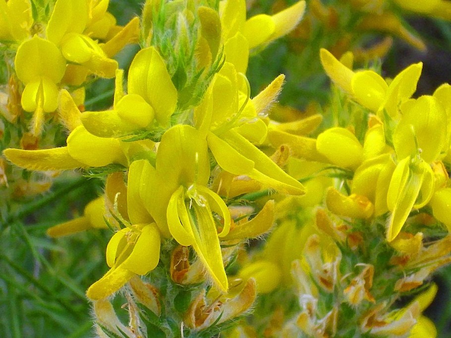 Дрок лидийский