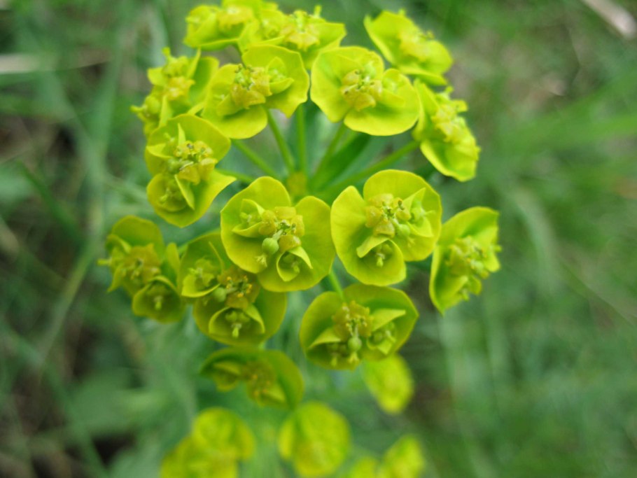 Молочай кипарисовый (Euphorbia cyparissias)