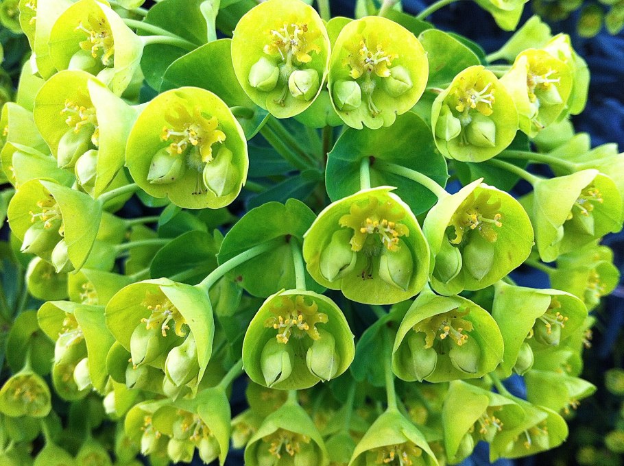 Молочай сегиеров (Euphorbia seguieriana)
