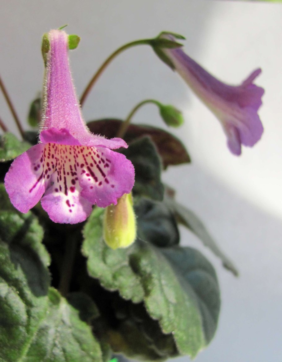 Цветы Геснериевые