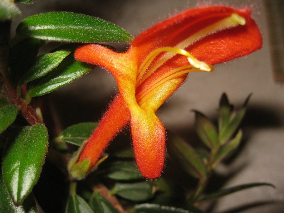 Геснериевые Chrysothemis pulchella