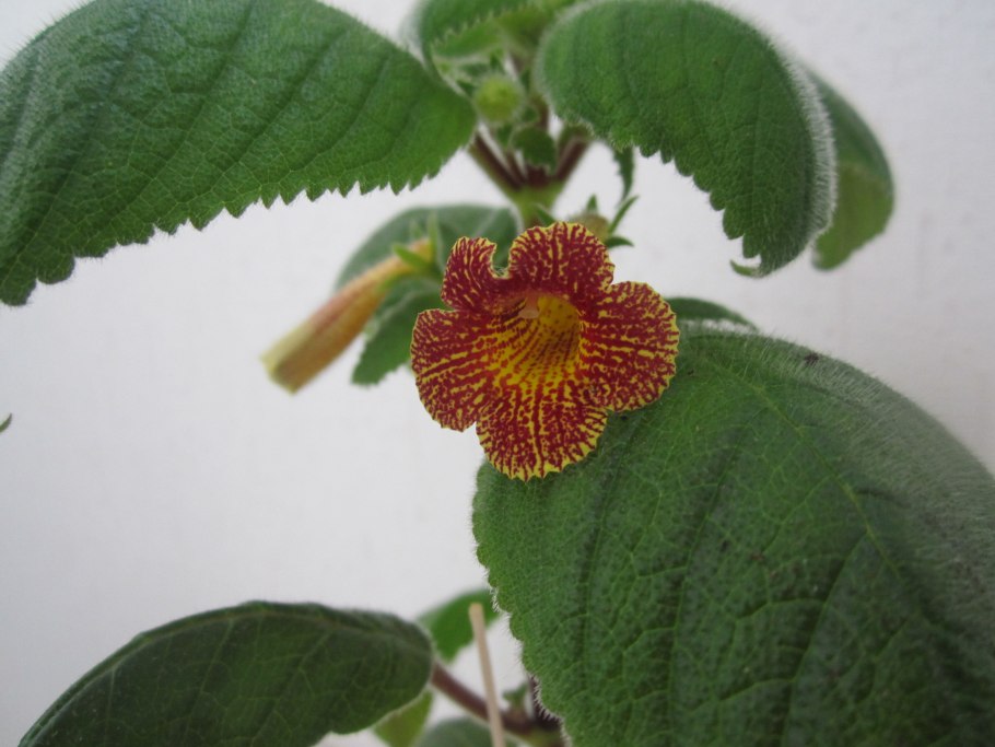 Семейство Биксовые примеры растений