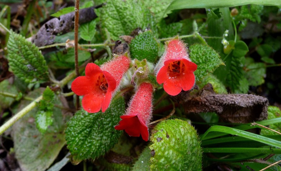 Эписция Safari