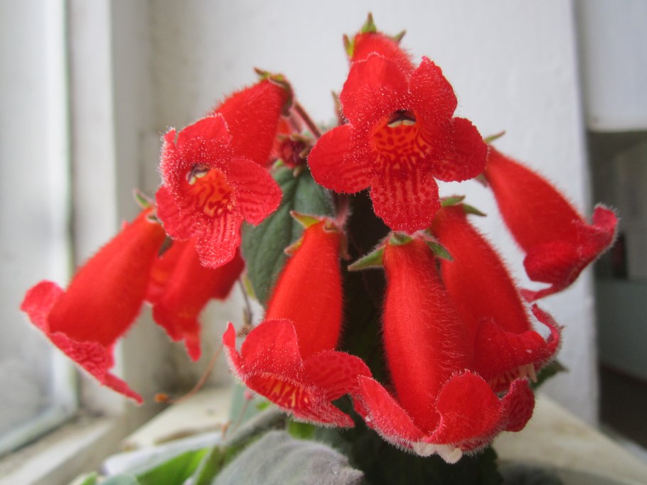 Болотный Мирт Кассандра