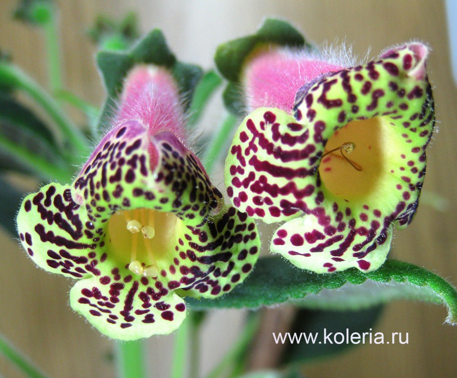 Геснериевые комнатные растения