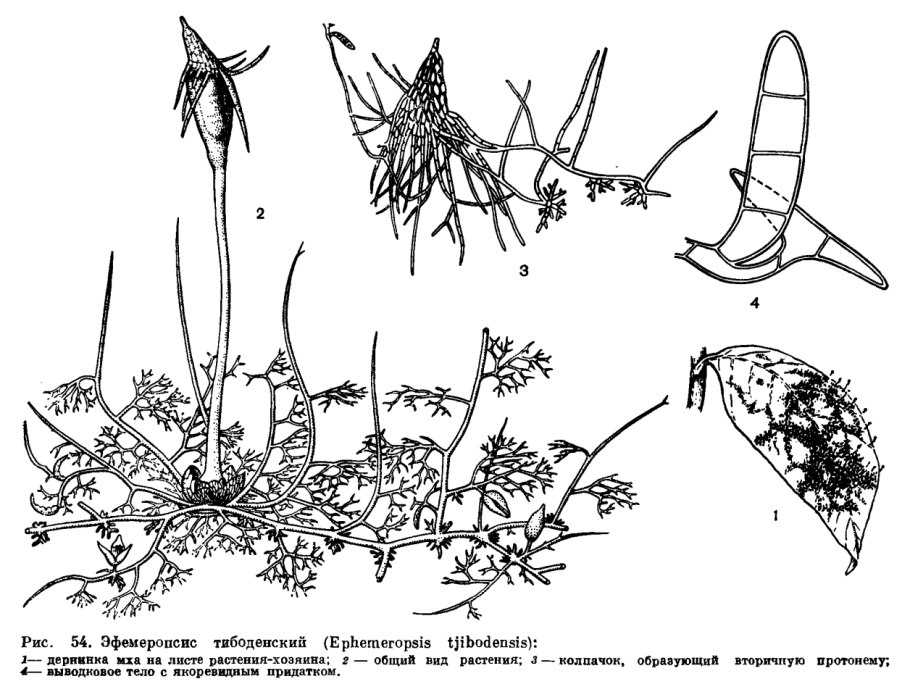 Клетра древовидная
