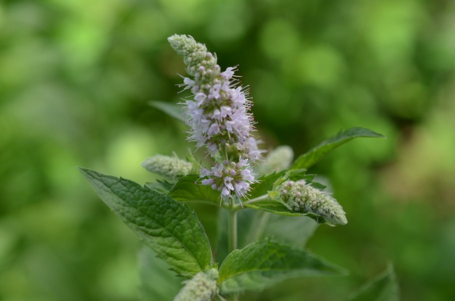 Мята душистая круглолистная