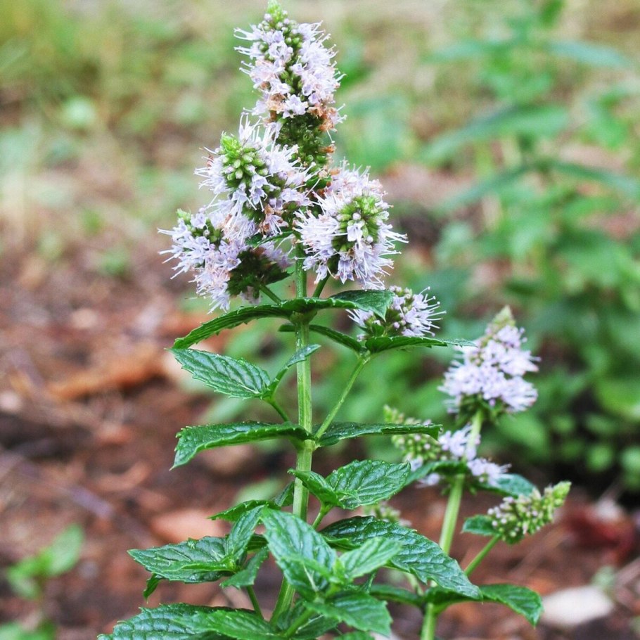 Мята остролистная
