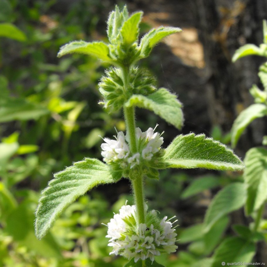 Мята перечная (Mentha piperita)