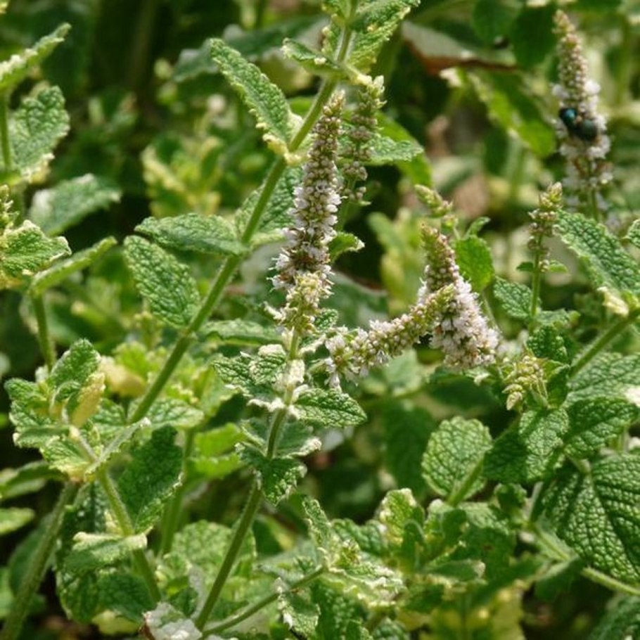 Мята перечная круглолистная