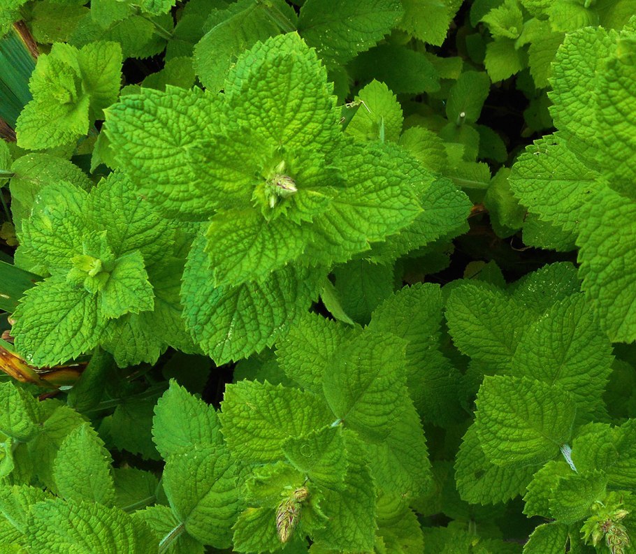 Мята круглолистная Апфелминце