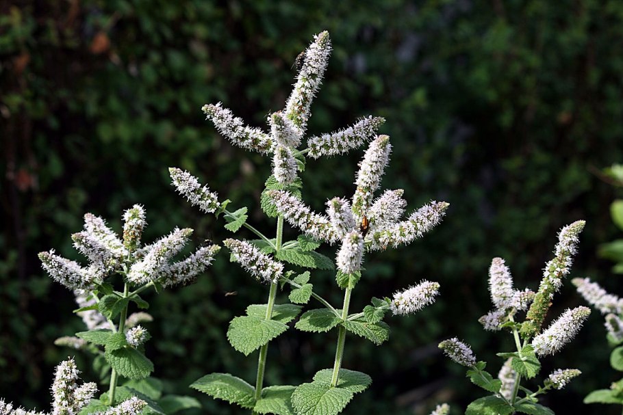 Мята Ананасная Вариегата